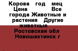 Корова 1 год 4 мец › Цена ­ 27 000 - Все города Животные и растения » Другие животные   . Ростовская обл.,Новошахтинск г.